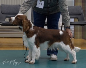 Minor Puppy Dog & Puppy Dog